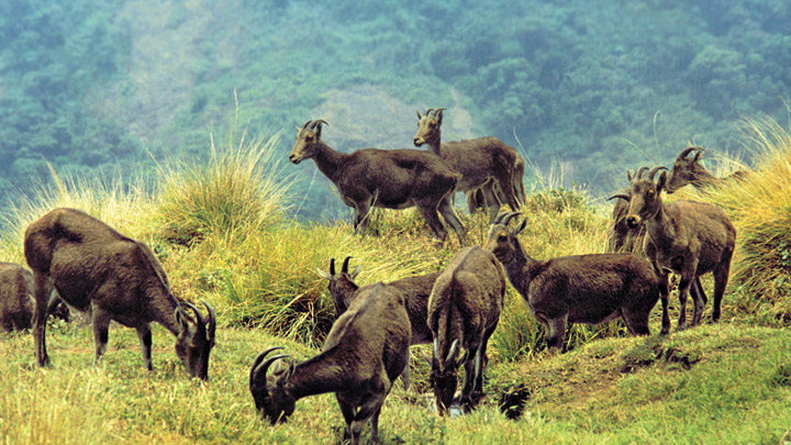 Wildlife Tourism In Kerala