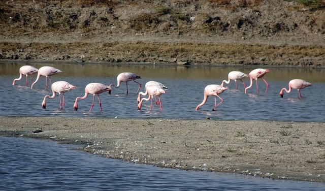 Kutch Wildlife Sanctuary