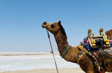 Rann Of Kutch